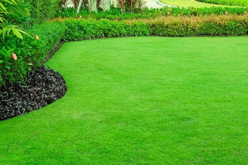 Gepflegter grüner Rasen